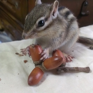 シマリス里親募集　オス２歳　２匹　ケージ等飼育用品一式ごと譲りますの画像