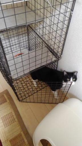 猫３段ケージ 手作り さとみちゃん 岸和田のその他の中古あげます 譲ります ジモティーで不用品の処分