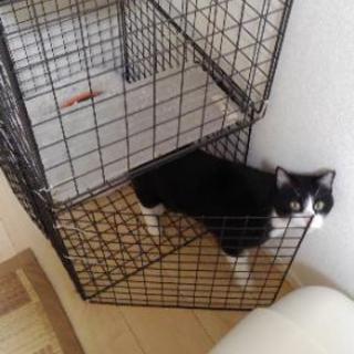 猫3段ケージ(手作り) (さとみちゃん) 岸和田のその他の中古あげます