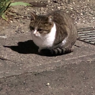 近所に住み着いた4ヶ月くらいのキジ白さん達