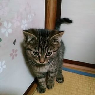 子猫　キジトラ　甘えん坊 - 稲敷市