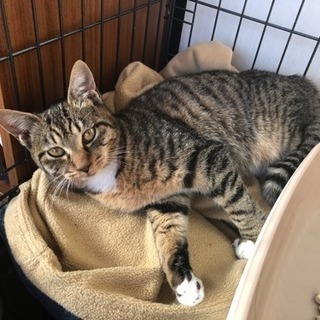 猫さがしてます