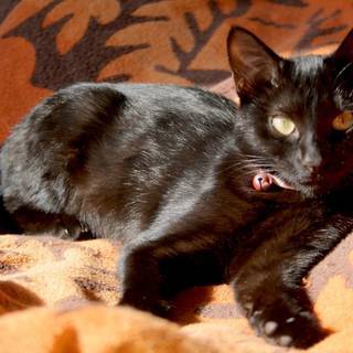 美しいメスの黒猫です クロネコかあさん 彦根の猫の里親募集 ジモティー