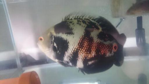 熱帯魚 ワイルドオスカー ペルー産 まー 板宿のその他の中古あげます 譲ります ジモティーで不用品の処分