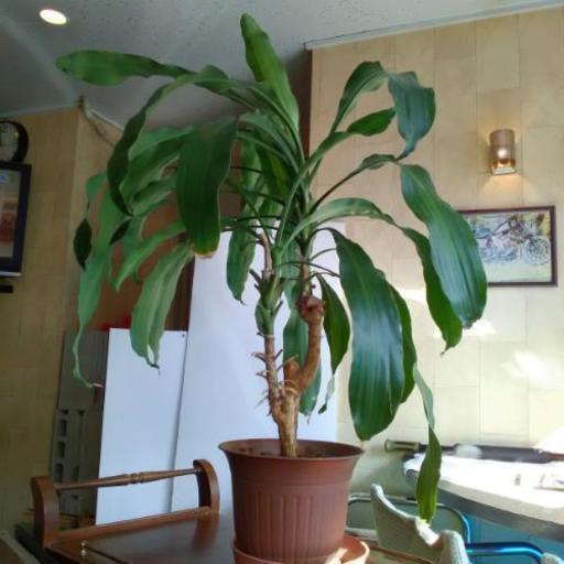 観葉植物幸福の木 356alpha 南行徳のその他の中古あげます 譲ります ジモティーで不用品の処分 観葉植物幸福の木 356alpha 南行徳のその他の中古あげます 譲ります ジモティーで不用品の処分
