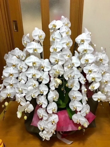 生花 胡蝶蘭 白 5本立て 80輪以上 蕾あり