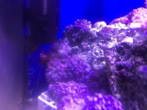 海水水槽盆栽ライブロック+生体セット