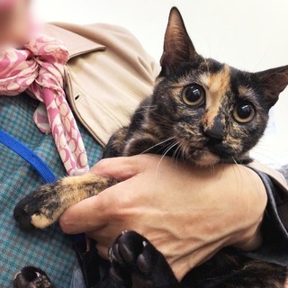 12月16日(日) 猫の譲渡会 名古屋市港区 社会福祉法人 中部盲導犬協会　みなと猫の会 主催 - その他