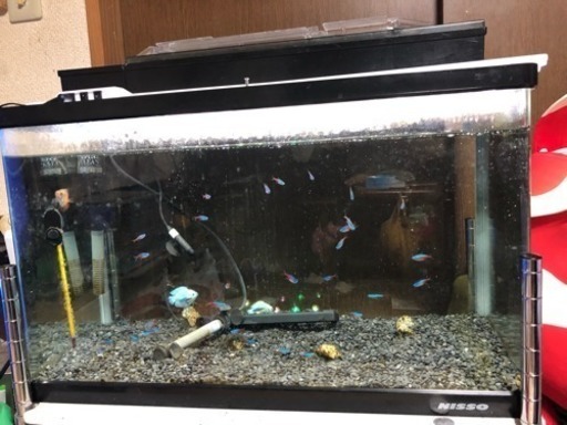 水槽1式 熱帯魚込(ﾉ´▽｀)ﾉ♪