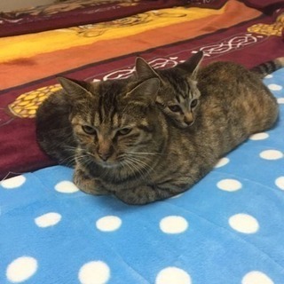 仲良し親子♡ ママと仔猫を一緒に飼ってくださる方を探しています。 - 横須賀市