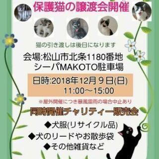 愛媛県松山市北条シーパMAKOTOにて猫の譲渡会開催