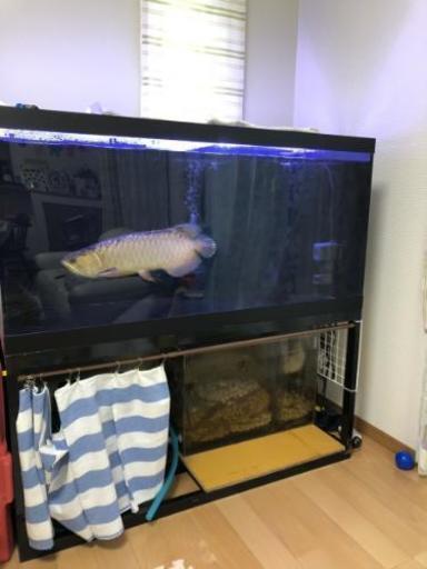 水槽 熱帯魚