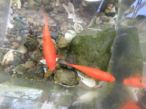 金魚2匹えさ付きケース付き取りに来られる方へ Norizou 北朝霞のその他の中古あげます 譲ります ジモティーで不用品の処分 金魚2匹えさ付きケース付き取りに来られる方へ Norizou 北朝霞のその他の中古あげます 譲ります ジモティーで不用品の処分
