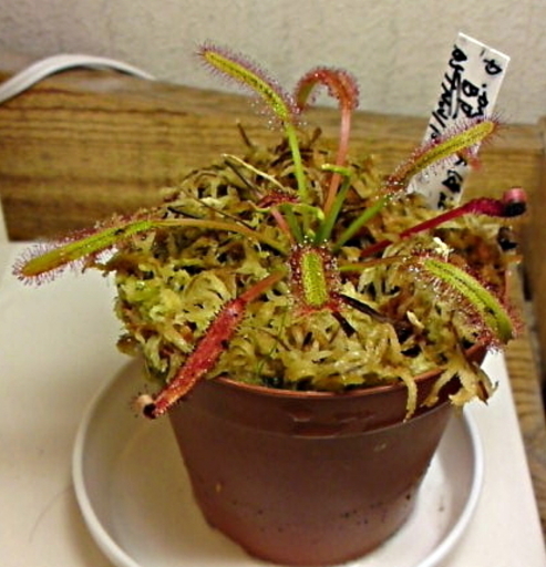 食虫植物 アフリカナガバモウセンゴケ Drosera Capensis 赤花 ビオパルコ三明成株 Gouldien 篠路のその他の中古あげます 譲ります ジモティーで不用品の処分