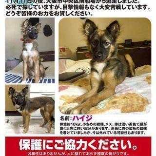 迷子犬探しています！