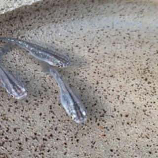 黒ラメミユキメダカ 3匹 1 000円 Light 河内松原のその他の中古あげます 譲ります ジモティーで不用品の処分