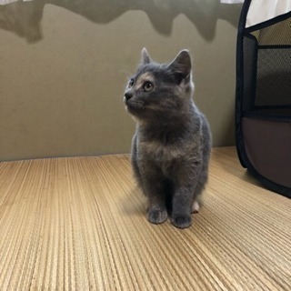 里親様決まりました！お目々ぱっちんくりんの可愛いコ - 猫