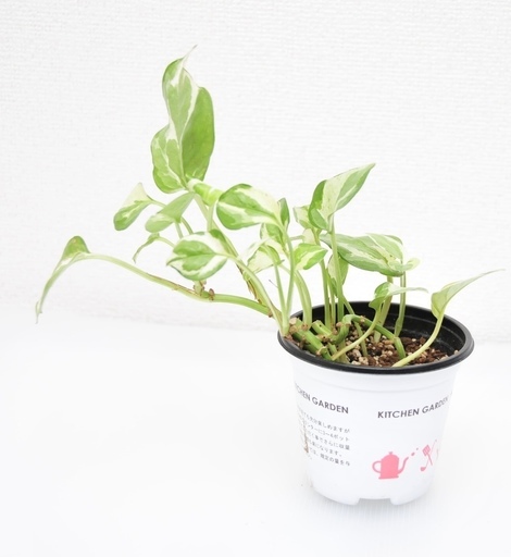 観葉植物 ポトス エンジョイのポット鉢植え アレグリア 柏のその他の中古あげます 譲ります ジモティーで不用品の処分 観葉植物 ポトス エンジョイのポット鉢植え アレグリア 柏のその他の中古あげます 譲ります ジモティーで不用品の処分