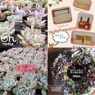 福岡県の多肉植物 イベント情報 ジモティー 福岡県の多肉植物 イベント情報 ジモティー