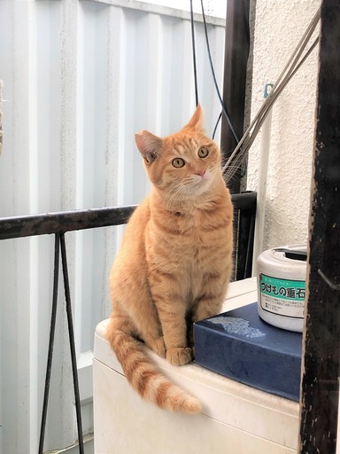 やんちゃで寂しがり屋なさくらねこくんの里親募集 カオル 調布の猫の里親募集 ジモティー