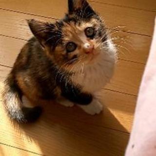 子猫の里親さん募集