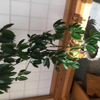 観葉植物 シナモン Hoshibon 松代のその他の中古あげます 譲ります ジモティーで不用品の処分