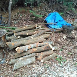 薪や木工に！広葉樹エノキ、タブノキの原木。0.1立米価格(乾燥時...