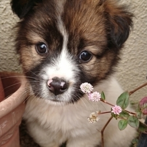保健所引き出し モフモフでとても可愛い子犬です メス雑種 ポスティング部 観音寺の犬の里親募集 ジモティー