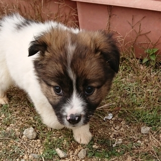 保健所引き出し モフモフでとても可愛い子犬です メス雑種 ポスティング部 観音寺の犬の里親募集 ジモティー