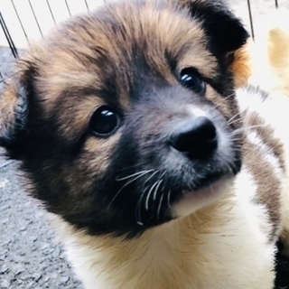 【保健所引き出し】モフモフでとても可愛い子犬です❣️②　メス雑種