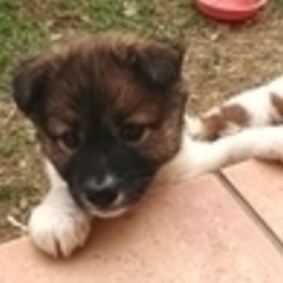 保健所引き出し モフモフでとても可愛い子犬です メス雑種 ポスティング部 観音寺の犬の里親募集 ジモティー