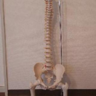 骨模型 脊柱 骨盤