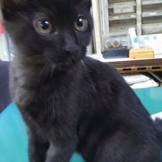 3ヶ月の黒猫男子