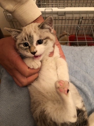 生後3ヶ月可愛いメス猫 まるこ 江別の猫の里親募集 ジモティー