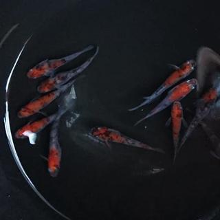 (メダカ)烏城三色 めだか 1ペア【本家本物】