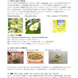 美容健康に人気のカモミール(Herb)の苗100円/鉢を限定15鉢