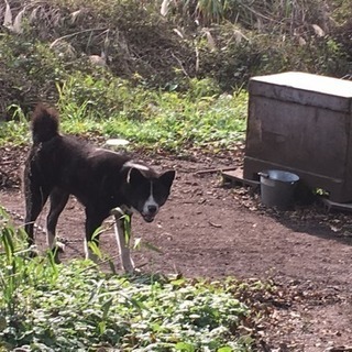 秋田犬虎毛雌