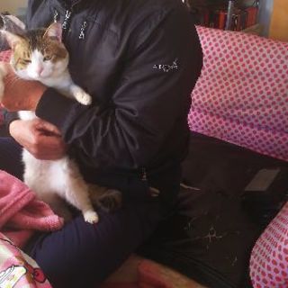 茨城県 ひたちなか市の猫の里親募集 ジモティー