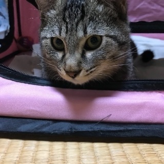 甘えん坊のトラ猫兄弟 助けてください