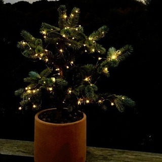 🎄本物のクリスマスツリー🎄【ピセアプンゲンス ホプシー】✓完売しました