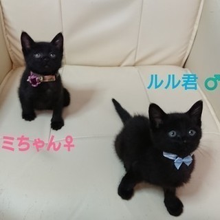 新人　黒い双子ちゃんです