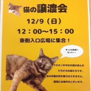 川越で！坂戸で！朝霞台で！運命の仔とお幸せに♡ − 埼玉県