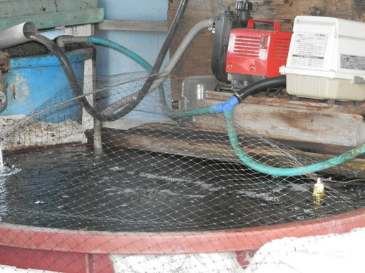 錦鯉　水槽700ℓ　ポンプ一式  円筒形上1m25cm 高さ95cm 下97cm　値下げ