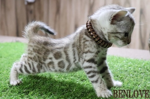 Benlove ベンガル猫専門ブリーダー Benlove 要町の猫の無料広告 無料掲載の掲示板 ジモティー