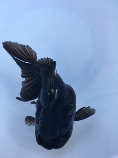 国産 黒オランダ獅子頭 ①
