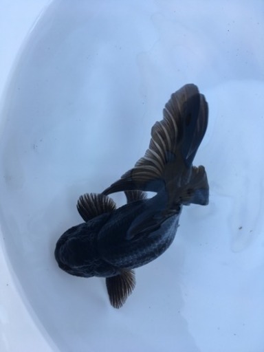 国産 黒オランダ獅子頭 ②