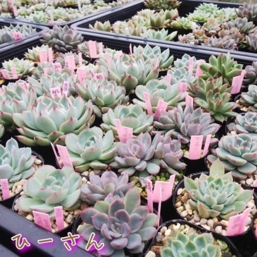 多肉植物即売会 ハウズひびきの店 Vol 1 Natur ナチュラ 北九州のその他のイベント参加者募集 無料掲載の掲示板 ジモティー