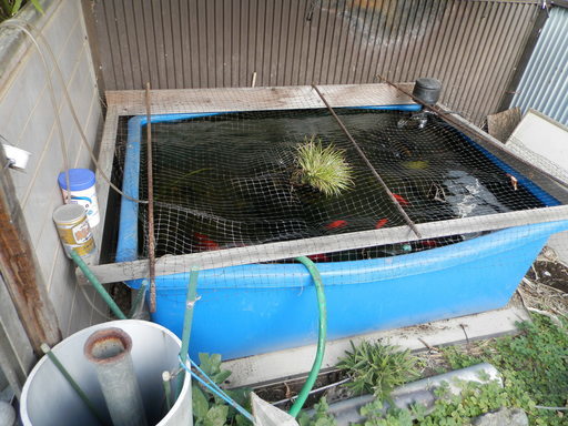 金魚　水槽400ℓ　容器巾1m25cm 高さ44cm 奥行97cm