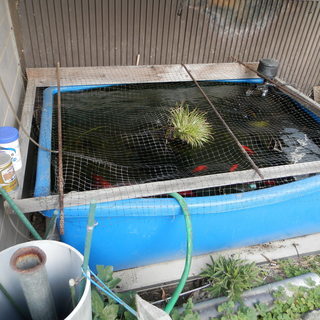 金魚　水槽400ℓ　容器巾1m25cm 高さ44cm 奥行97cm