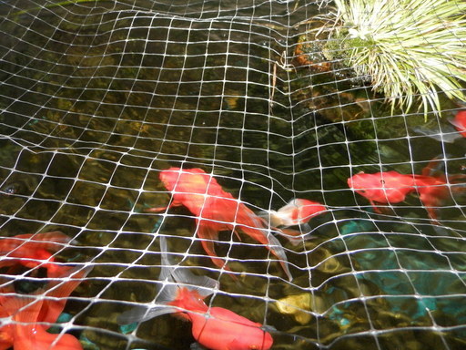 金魚 水槽400ℓ 容器巾1m25cm 高さ44cm 奥行97cm - その他 